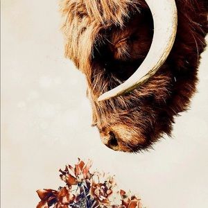 Shaggy highland cow smelling flowers print- beautiful picture at 8.5x11 inches
